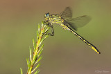 Plasrombout/Gomphus pulchellus ♂