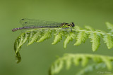 Azuurwaterjuffer/Coenagrion puella ♀