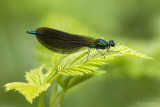 Bosbeekjuffer/Calopteryx virgo ♂