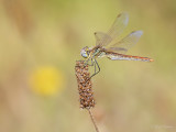 Zwervende heidelibel/Sympetrum fonscolombii ♀