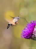 Kolibrievlinder/Macroglossum stellatarum