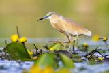 Ralreiger/Squacco heron