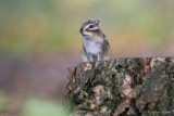 Siberische grondeekhoorn/Tamias sibiricus