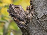 Bosuil/Tawny owl