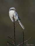 Klapekster/Great grey shrike