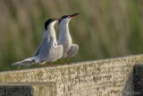 Visdiefje/Common tern
