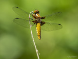 Platbuik/Libellula depressa ♀