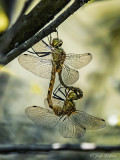 Gevlekte glanslibel/Somatochlora flavomaculata ♂♀