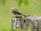Draaihals/Wryneck