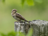 Draaihals/Wryneck