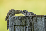 Draaihals/Wryneck