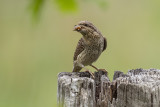 Draaihals/Wryneck