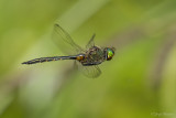 Gevlekte glanslibel/Somatochlora flavomaculata ♂