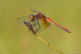 Geelvlekheidelibel/Sympetrum flaveolum ♂