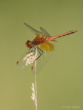 Geelvlekheidelibel/Sympetrum flaveolum ♂