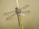 Zuidelijke glazenmaker/Aeshna affines ♀