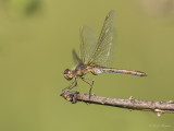 Zuidelijke heidelibel/Sympetrum meridionale ♀