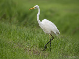 Grote zilverreiger/Great white heron