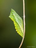 Koninginnenpage/Papilio machaon (cocon)