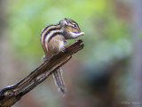 Siberische grondeekhoorn/Tamias sibiricus