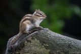 Siberische grondeekhoorn/Tamias sibiricus