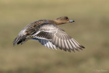 Smient/Wigeon