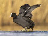 Meerkoet/Eurasian coot