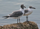 Laughing Gull (Larus atricilla) - sotvingad ms