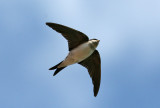 Common House Martin (Delichon u. urbicum) - hussvala