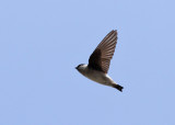 Asian House Martin (Delichon dasypus nigimentale) - orienthussvala
