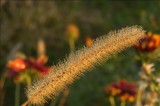 DSC_1085.jpg