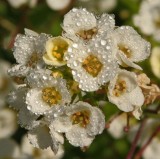 PAW26 - Alyssum, 2010