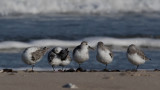 Migratory birds in Denmark