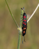 Butterflies II from Europe