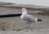 Common Gull - Larus canus - Stormmge