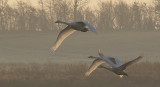 Swans - Geese and ducks