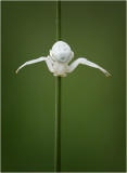 White Crab Spider