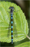 Variable Damselfly blue form female.