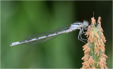 Common Blue Damselfly