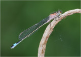 Blue-tailed Damselfly (female, form rufescens)