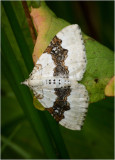 Silver Ground Carpet Moth