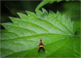 Yellow-barred Longhorn moth