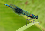 Banded Demoiselle (male)
