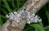 Peppered Moth