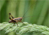  Dark Bush Cricket (immature male)