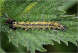 Small Tortoiseshell larva