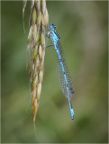 Azure Damselfly 