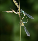 Blue-tailed Damselflies