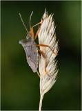 Red-legged Shieldbug