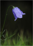 Harebell